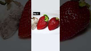 Download lagu Letting my pet mold spread over to some strawberries mp3