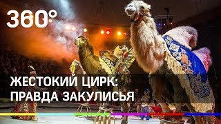 Жестокий цирк: нападение медведя, судороги тигра, избиение обезьяны