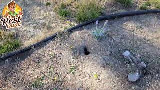 Rat holes or vole holes? How to Identify!