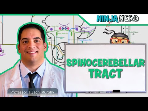 Anatomy of the Brain Model