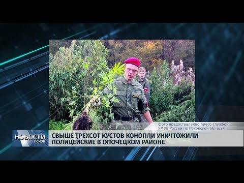 30.09.2019 / Свыше трехсот кустов конопли уничтожили полицейские в Опочецком районе