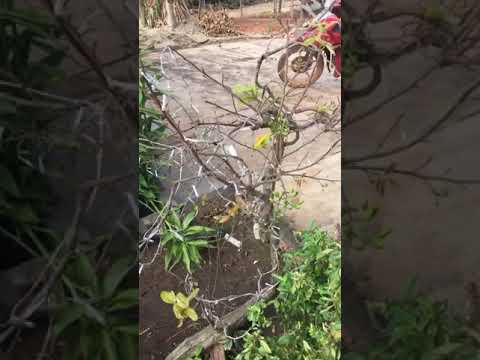 Mai vàng tây nguyên đón xuân 2021.