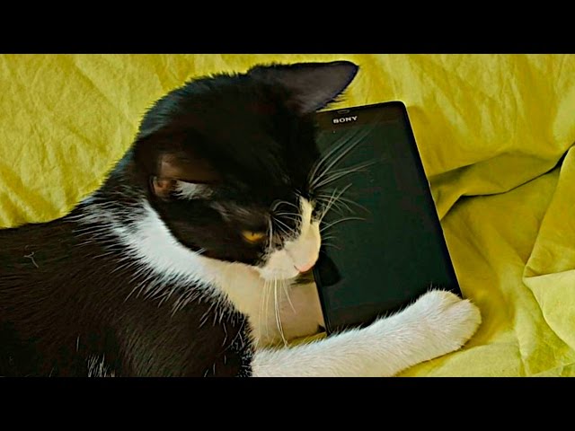 Видео Произношение gato в Испанский