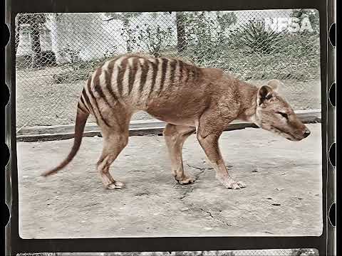 Footage Of The Last-Known Surviving Tasmanian Tiger Colorized And Upscaled To 4K Hits Differently