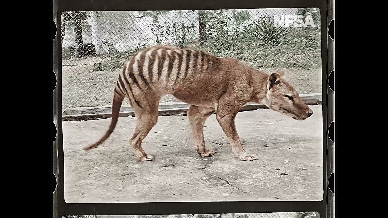 Tasmanian Tiger in Colour - YouTube