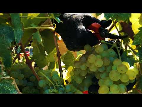 Panizzi and Vernaccia di San Gimignano