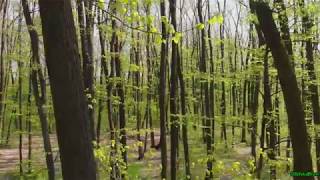 Spring In The Forest | Mavic Air Into The Woods 4K | Relaxing Sound Nature