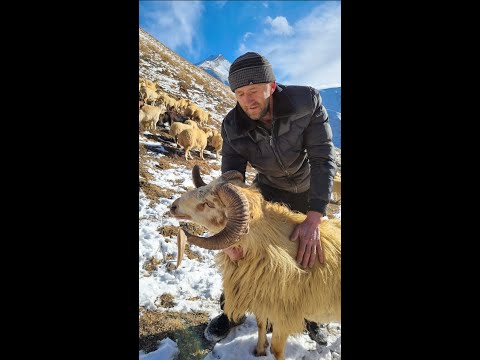 , title : 'Как живет одинокий чабан в горах Дагестана?'
