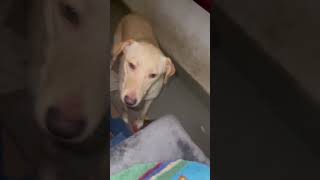Video preview image #1 Golden Retriever-Unknown Mix Puppy For Sale in Escondido, CA, USA