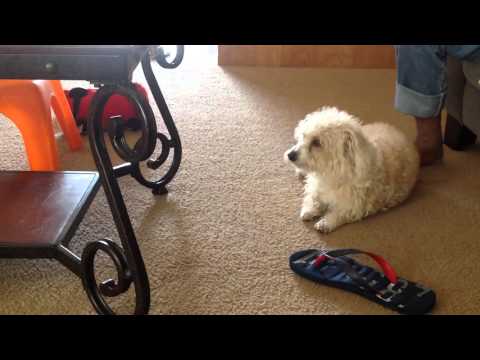 My dog sleeps when rasta horns come