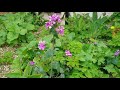 How To Grow Honesty in your Garden