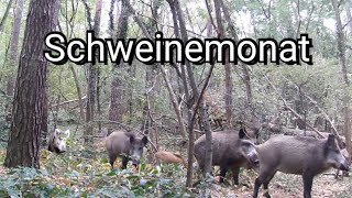 Hattet Ihr auch schon mal Schwein gehabt ?