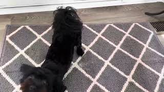 Finchitty Indoor Door Mat, Non Slip Absorbent Resist Dirt Entrance Mat Review
