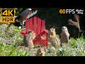 Cat TV for Cats to Watch 😺 Squirrels and Birds Enjoy the Adirondack Chair 🐦🐿 8 Hours 4K HDR 60FPS