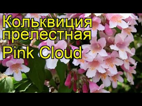download lagu mp3 mp4 Kolkwitzia Amabilis Pink Cloud, download lagu Kolkwitzia Amabilis Pink Cloud gratis, unduh video klip Kolkwitzia Amabilis Pink Cloud