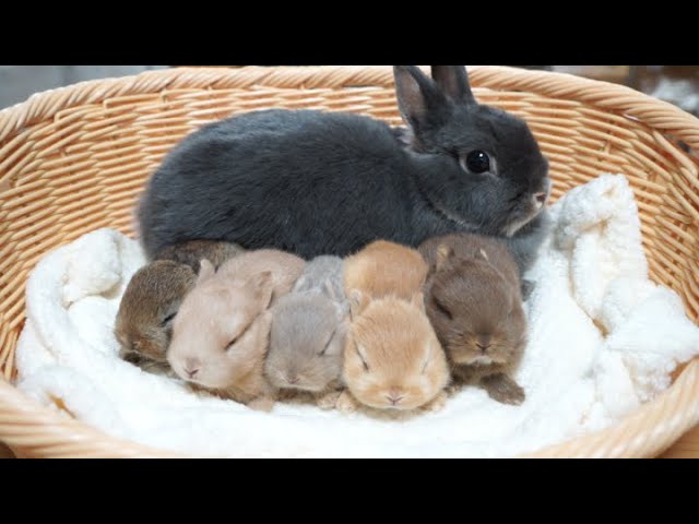 【動画】おっぱいを飲むネザーランドドワーフの赤ちゃんたちのサムネイル画像