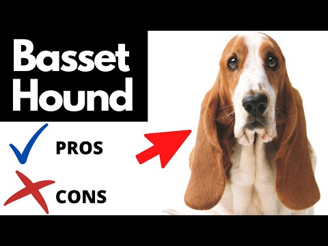 YouTube video about: Are basset hounds good apartment dogs?