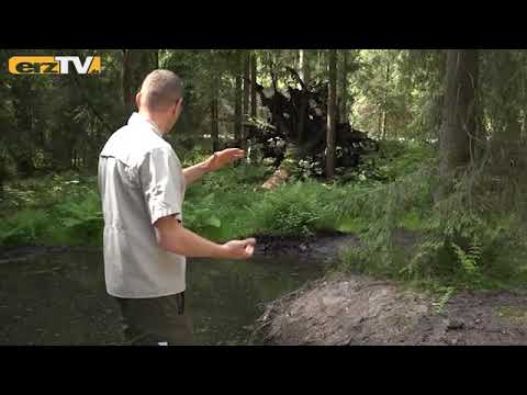 Waldteich- und Bachrenaturierung