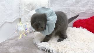 スコティッシュフォールドの動画01