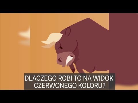 Dlaczego płachta matadora jest czerwona?