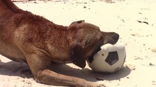 Happy Dog plays with Ball