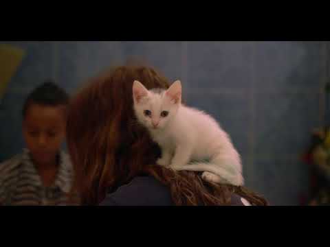 Give 550 Moroccan street animals food & shelter