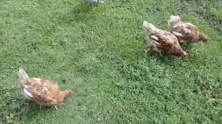 Что сделать чтобы старые курицы не клевали новых