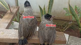 Download lagu Cara membedakan anakan burung kutilang jantan dan betina[Ciri-ciri anakan kutilang jantan dan betina mp3