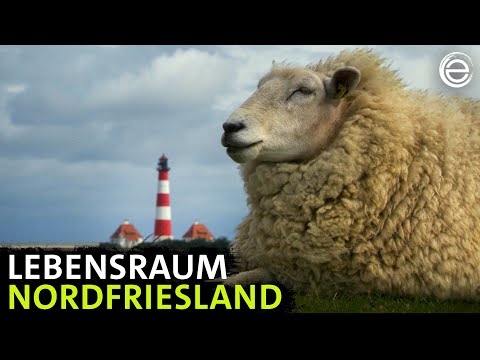 Nordfriesland ‒ Watt und wilde Tiere | Erlebnis Erde