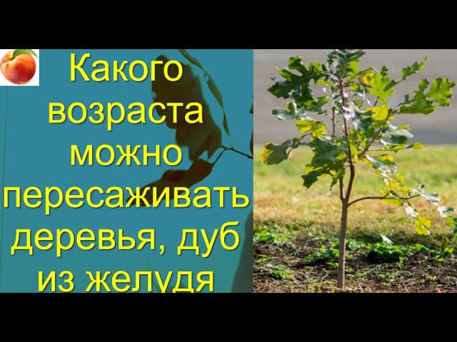 Посадка дуба. Как пересадить дуб с одного места. Посадка посадочного материала дуба. Пересадка дуба. Саженец дуба.