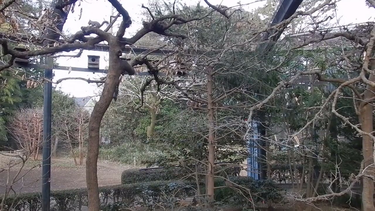 おしゃべりなニホンリスたち　恋鳴き：井の頭自然文化園