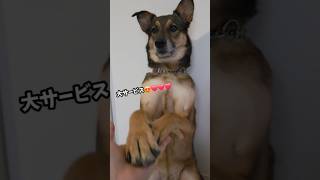 おはようまるちゃん🌞#雑種犬 #犬のいる暮らし #保護犬 #愛犬がいる暮らし #犬のいる生活 #元野犬