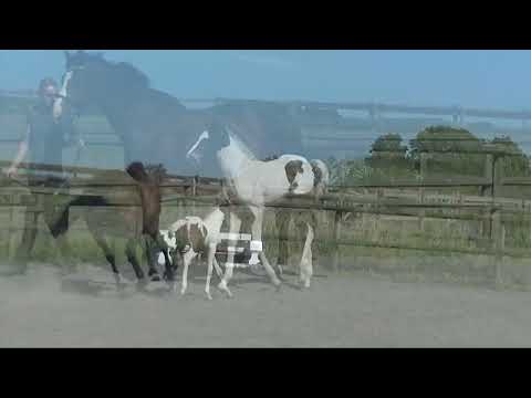 STERMANIO AF ELESTORP