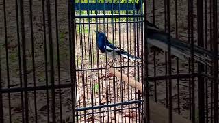 Download lagu Solusi Menaikkan Emosi Dan Birahi Pada Kacer Agar KONSLET #kacer #magpierobin #duniaburung mp3