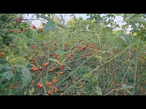 Plantaža šipurka PG Cokić Svilajnac - Radio Mig