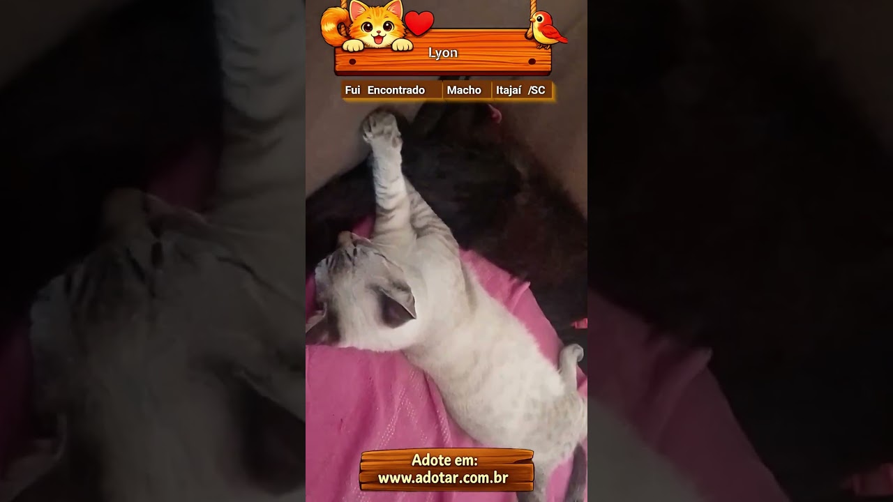 Gato raça SRD-ViraLata idade 2 a 6 meses nome Lyon