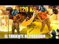 VADYM NOSOTROS TENEMOS UN HULK - EL TRIDENTE DE POSEIDON + 120KG