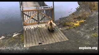 13 October 2014 Bridge Lower Platform. Holly's cub.