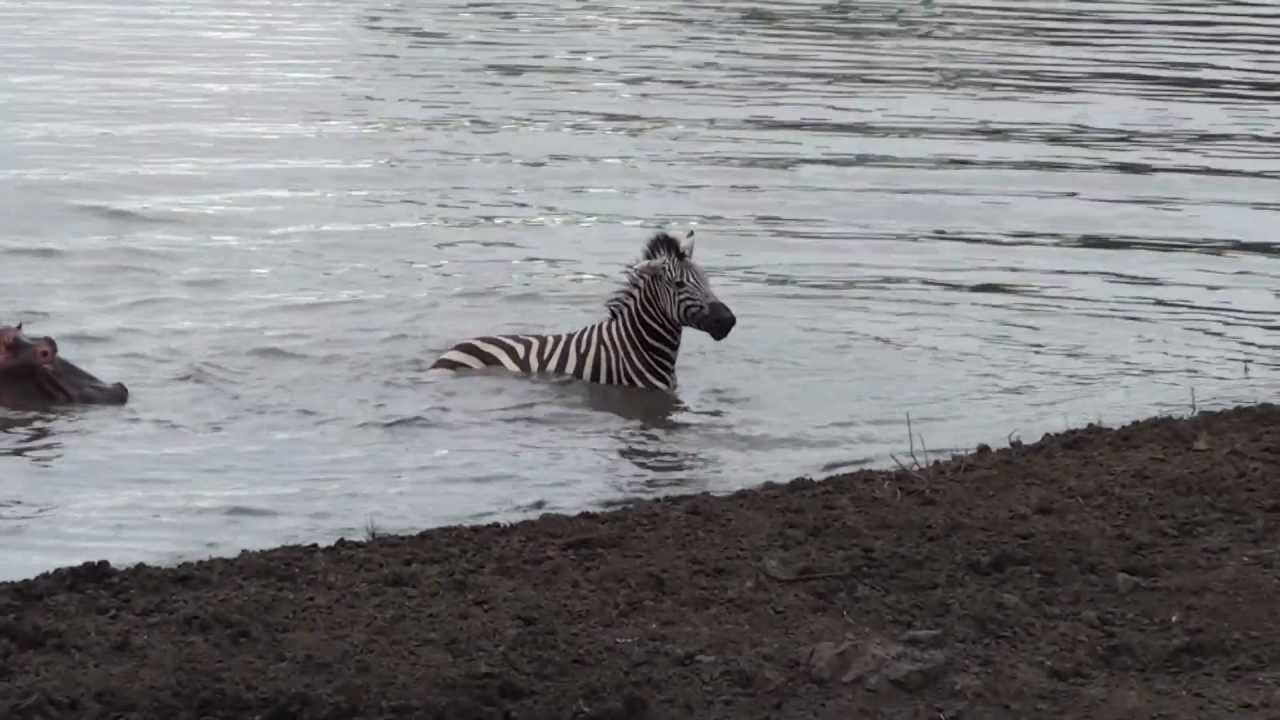 Crocodile vs zebra, amazing encounter