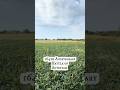 164th Anniversary of the Battle of Antietam | The Bloody Cornfield