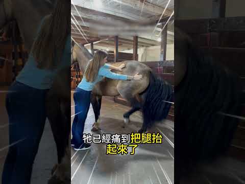 前一秒馬兒痛到跳起，下一秒就沒事了