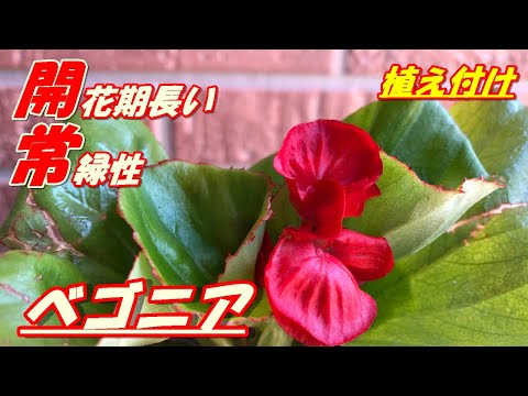 ベゴニア