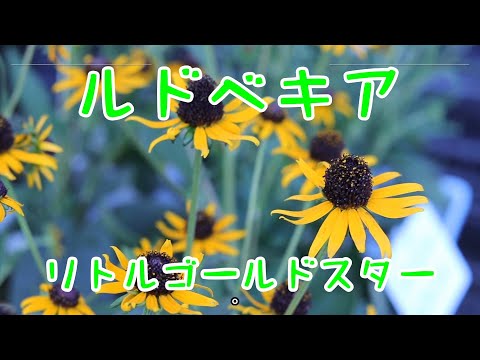 ゴールドイボタノキ 植物