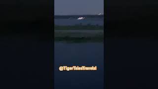 Pilot Boat for Carnival Elation! 🛥️