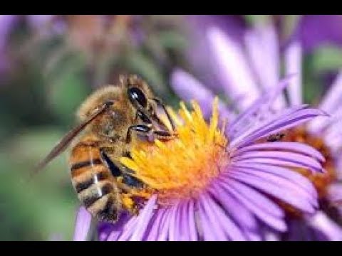 , title : 'Bees and Flowers Pollination - Flowers and Bees Life in Nature ( HD )'
