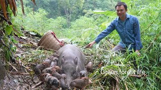 Robert continued develop farm. The sows continued to give birth to new piglets. Green forest life 
