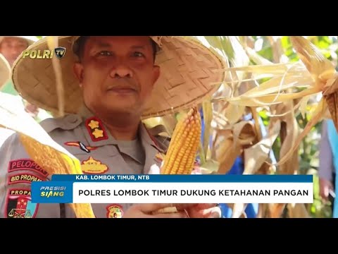 KAPOLRES LOMBOK TIMUR TURUN LANGSUNG PANEN JAGUNG