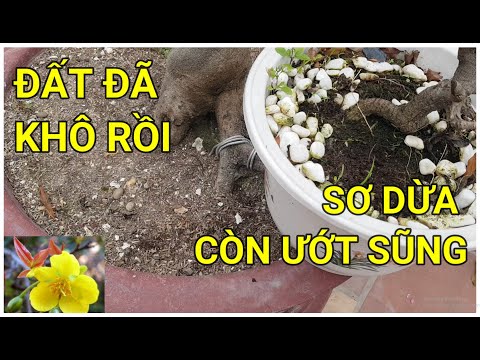 🔴 QBS22122 - IS COCONUT FIBER SUITABLE FOR GROWING NORTHERN APRICOT FLOWERS || ADVANTAGES AND DIS...