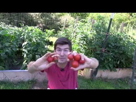 download lagu mp3 mp4 Granadero Tomato, download lagu Granadero Tomato gratis, unduh video klip Granadero Tomato