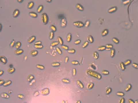 o picatura de apa.avi